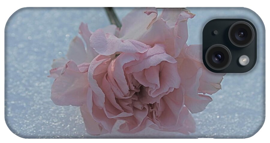 A Pink Carnation Photographed On A Cleveland Sidewalk During The Winter Of 2014. iPhone Case featuring the photograph Pink On Ice by Floral Notes By D