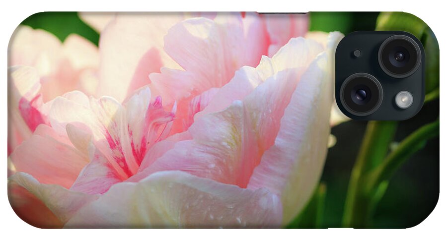Illinois iPhone Case featuring the photograph Pink Parrot Tulip Macro in Evening Light by Joni Eskridge