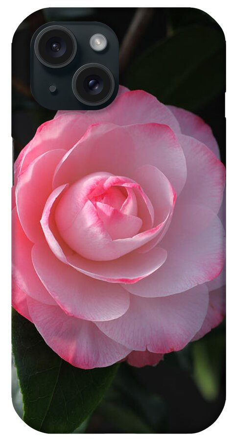 Flower iPhone Case featuring the photograph Pink Petals Camellia by Tammy Pool