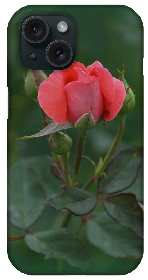 Pink Rose iPhone Case featuring the photograph Pink Rose by Ernest Echols