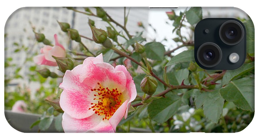 Susan Vineyard iPhone Case featuring the photograph Pink Rose of Tulsa by Susan Vineyard