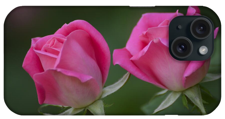 Rose iPhone Case featuring the photograph Pink Roses by Andrea Silies
