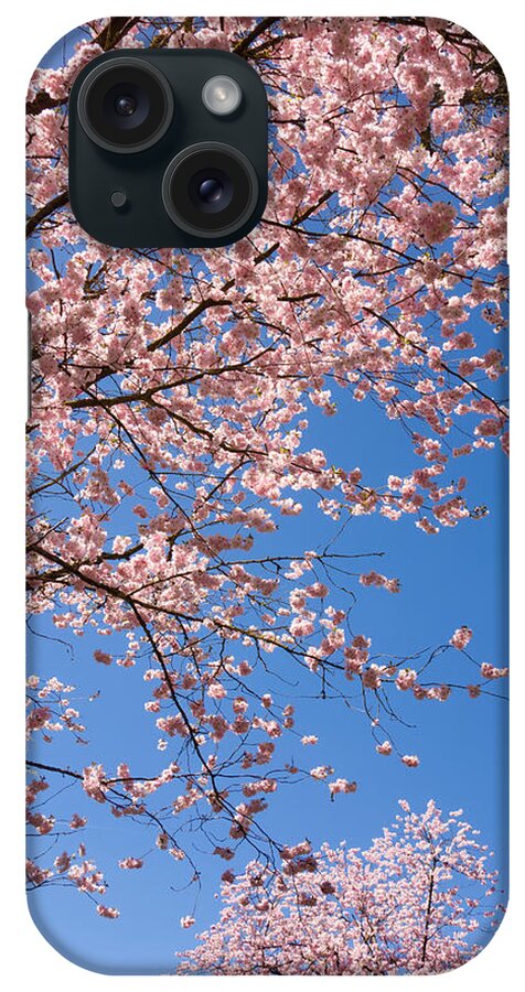 Pink iPhone Case featuring the photograph Pink trees in full bloom in spring by Matthias Hauser