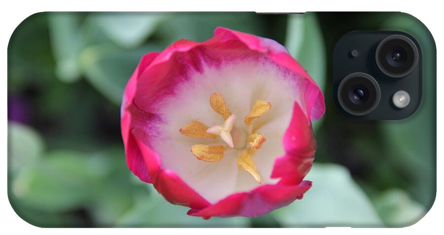 Tulip iPhone Case featuring the photograph Pink Tulip Top View by Allen Nice-Webb