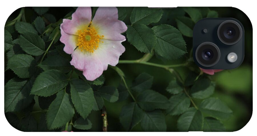 Flowers iPhone Case featuring the photograph Pink Wild roses by David Frederick