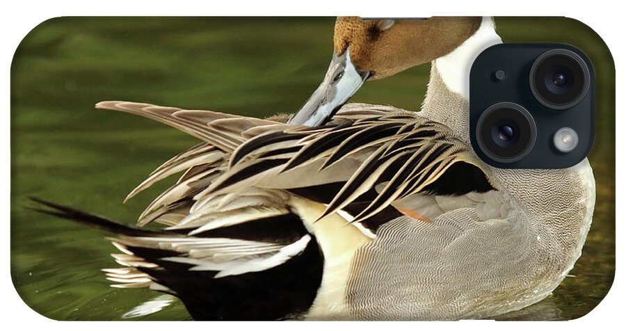 Behavior iPhone Case featuring the photograph Pintail Drake Grooming by Max Allen