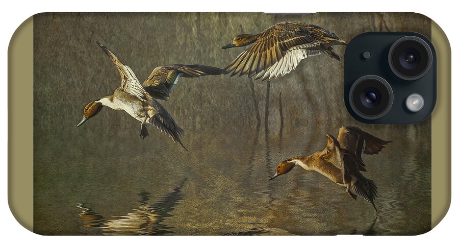 Pintails iPhone Case featuring the photograph Pintail Ducks by Brian Tarr
