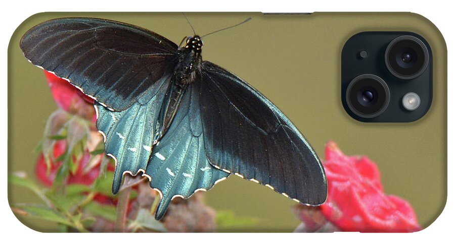 Insect iPhone Case featuring the photograph Pipevine Swallowtail by Alan Lenk