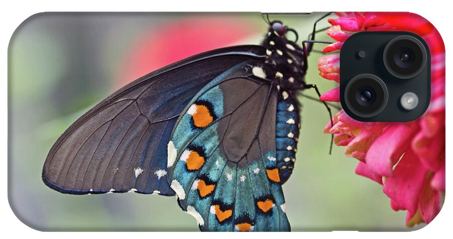 Butterfly iPhone Case featuring the photograph Pipevine Swallowtail Butterfly by David Freuthal