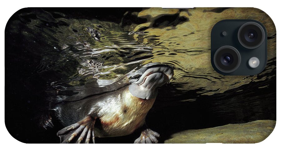 David Parer-cook iPhone Case featuring the photograph Platypus Surfacing by David Parer and Elizabeth Parer-Cook