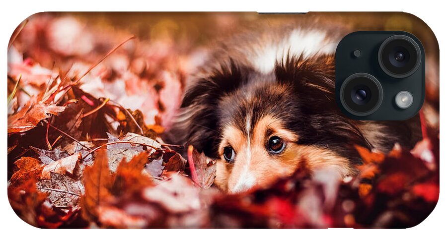 Playful iPhone Case featuring the photograph Playful Autumn Dog by Cross Version