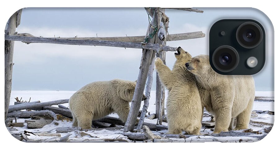 Animal iPhone Case featuring the photograph Playtime in the Arctic by Cheryl Strahl
