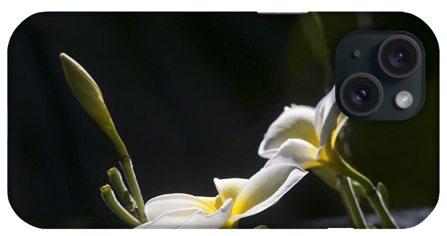  Flower iPhone Case featuring the photograph Plumeria by Morris McClung