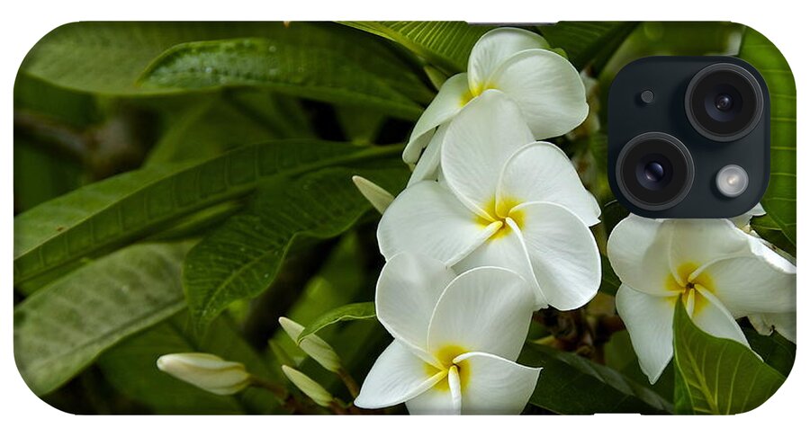 Photography iPhone Case featuring the photograph Plumeria by Sean Griffin