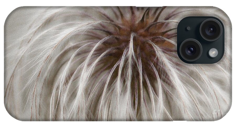 Plume iPhone Case featuring the photograph Plumosa by Linda Shafer
