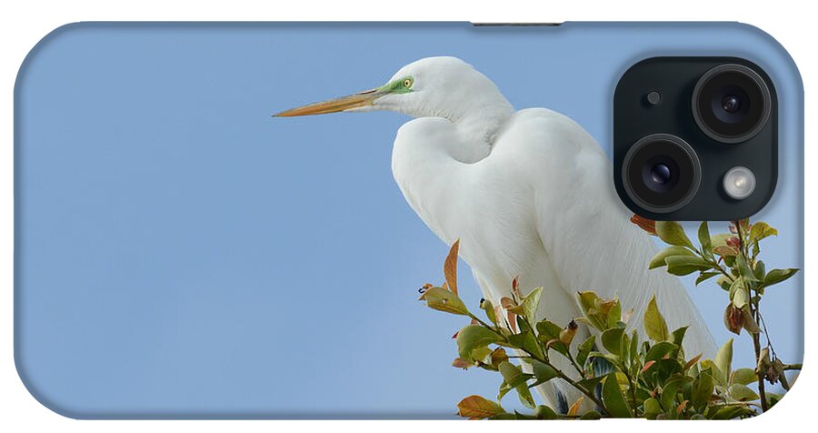 Great Egret iPhone Case featuring the photograph Poised 2 by Fraida Gutovich