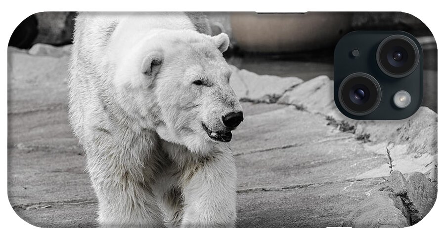 Polar Bear iPhone Case featuring the photograph Polar Bear 3 by Susan McMenamin