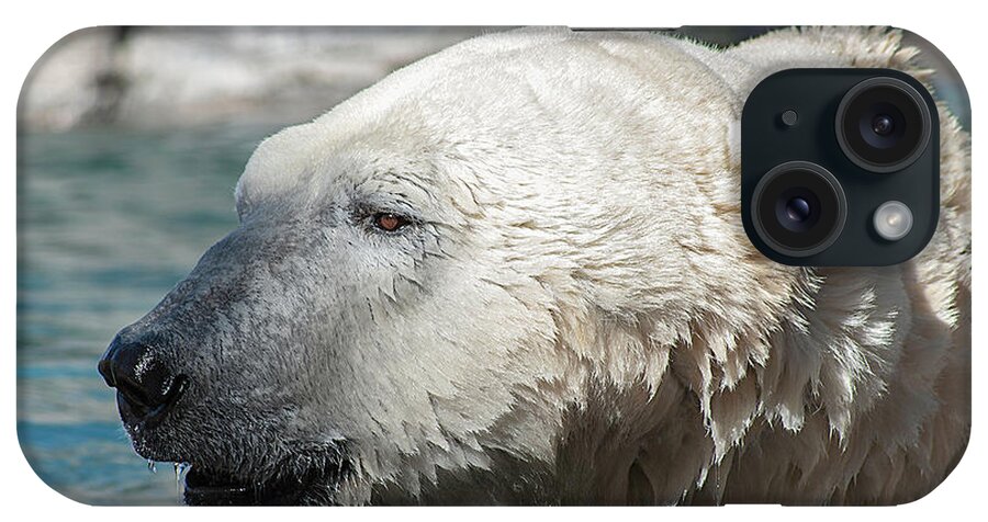 Photography iPhone Case featuring the photograph Polar Bear Club by Kathleen Messmer
