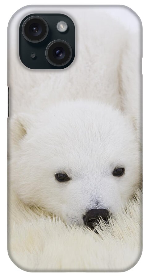 00761348 iPhone Case featuring the photograph Polar Bear Cub Cuddling Against Mother by Suzi Eszterhas