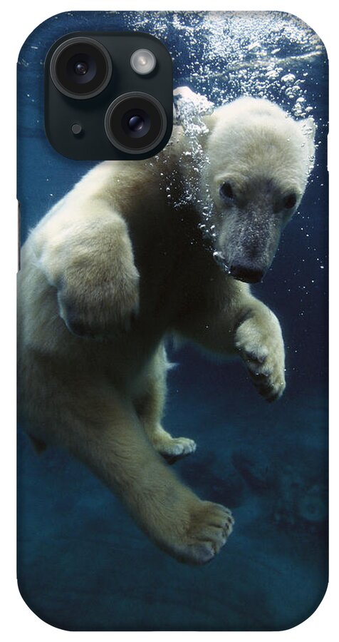 Mp iPhone Case featuring the photograph Polar Bear Ursus Maritimus Cub by San Diego Zoo