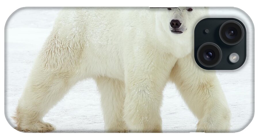 Mp iPhone Case featuring the photograph Polar Bear Ursus Maritimus Male by Matthias Breiter