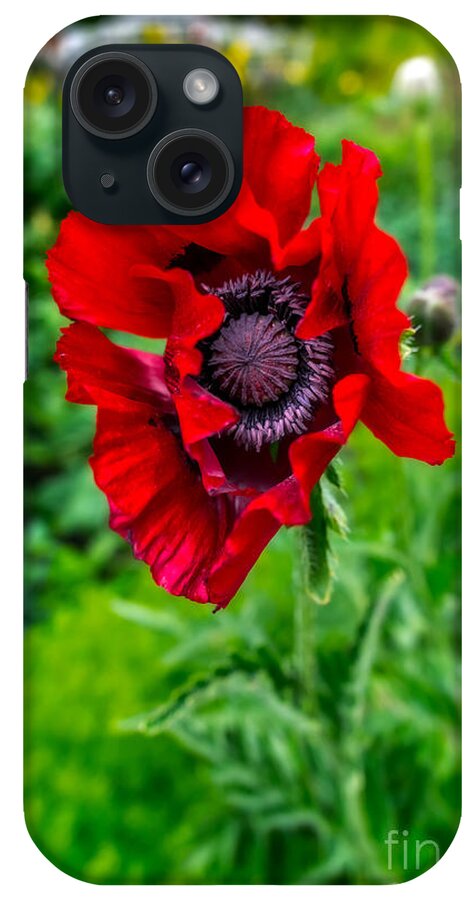 Poppy iPhone Case featuring the photograph Poppy by Adrian Evans