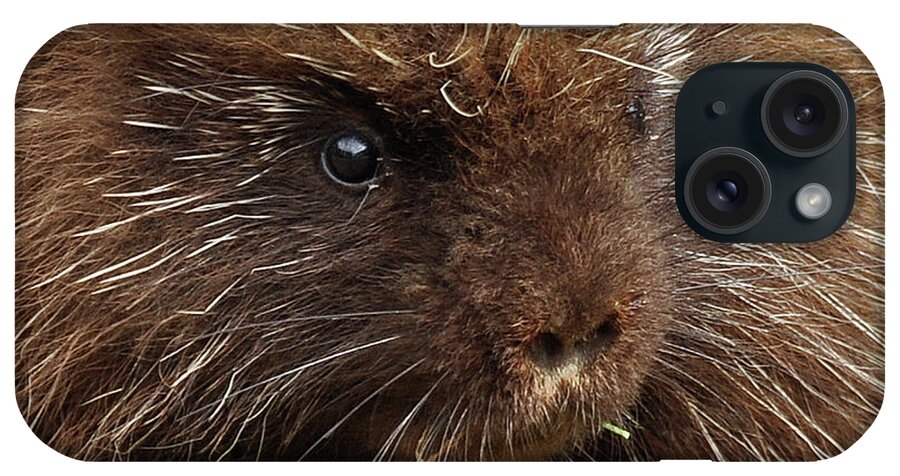 Animal iPhone Case featuring the photograph Porcupine by Glenn Gordon