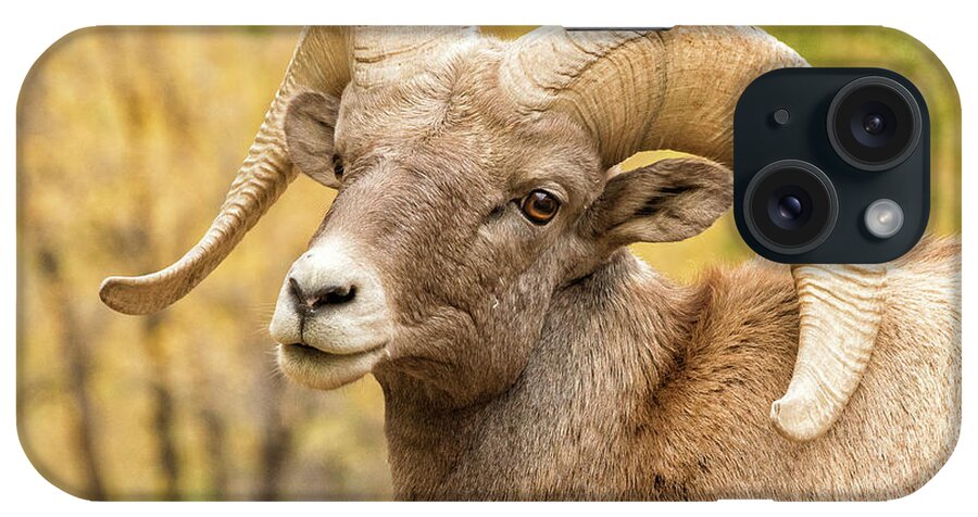 Bighorn Sheep iPhone Case featuring the photograph Portrait of a Bighorn Sheep Ram in Fall Colors by Tony Hake