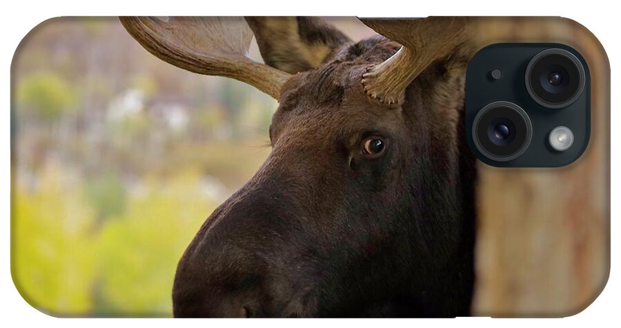 Moose iPhone Case featuring the photograph Portrait of a Bull Moose by Matt Helm