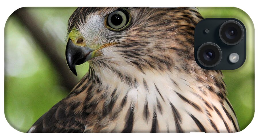 Cooper's Hawk iPhone Case featuring the photograph Portrait of a young Cooper's Hawk by Doris Potter