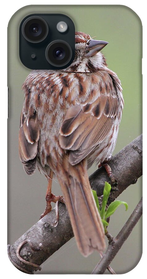 Song Sparrow iPhone Case featuring the photograph Posing by Doris Potter