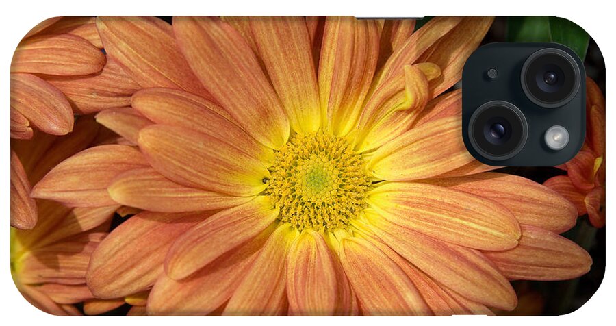 America iPhone Case featuring the photograph Pot Marigold by Riccardo Forte