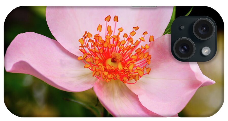 Flower iPhone Case featuring the photograph Poulsen's Pearl, Floribunda, Light Pink Five Petal Rose by Jeff Jarrett