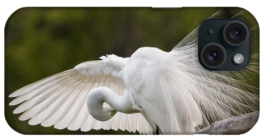 Great Egret iPhone Case featuring the photograph Preening by Jim Miller