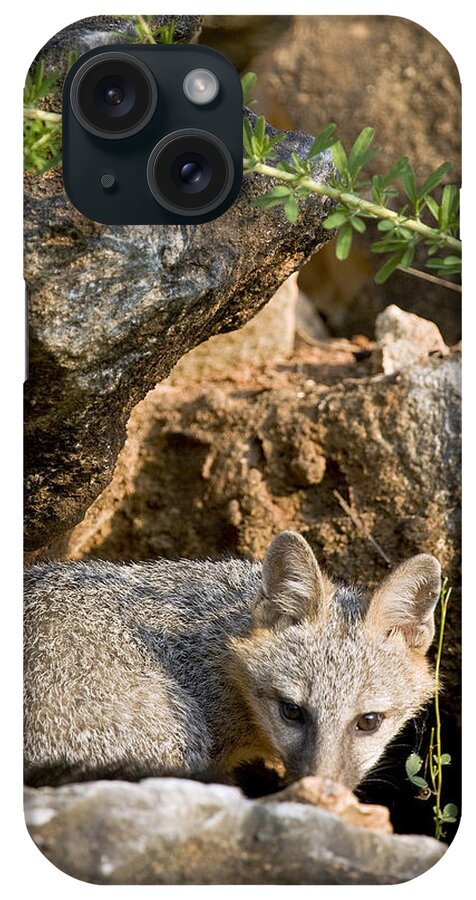 Baby Gray Fox iPhone Case featuring the photograph Preparing to Pounce by Michael Dougherty