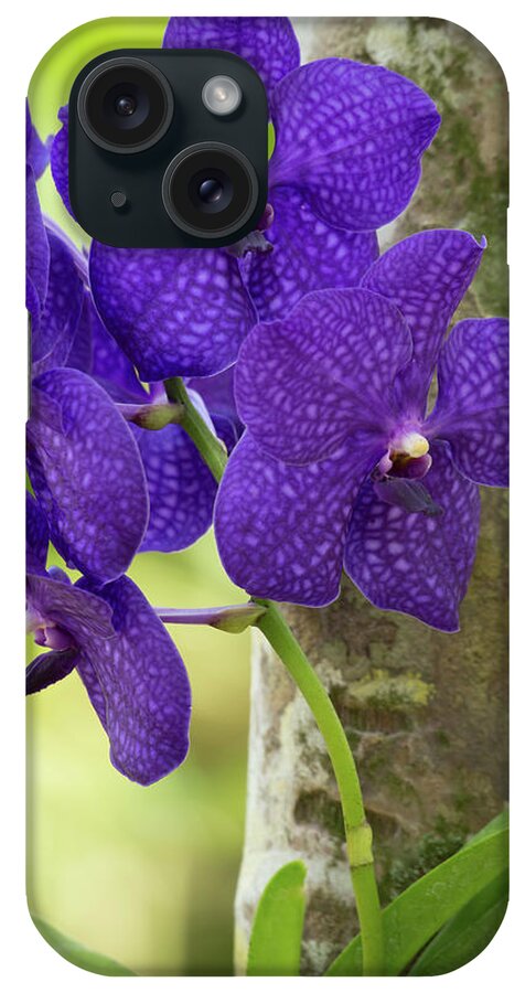 Flower iPhone Case featuring the photograph Pretty Purple Orchds by Sabrina L Ryan