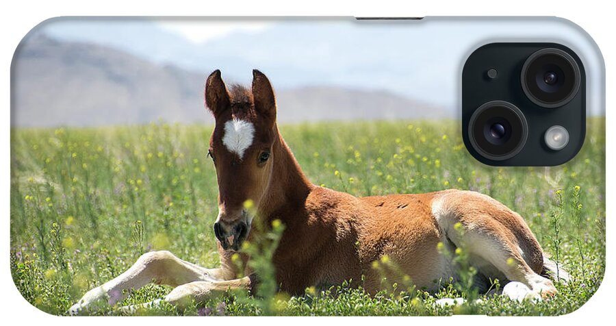 Nikon iPhone Case featuring the photograph Pretty Spring Colt by Nicole Markmann Nelson