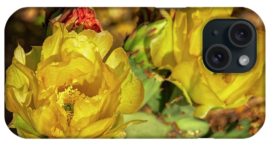 Prickly Pear iPhone Case featuring the photograph Prickly Pear Blossoms h1815 by Mark Myhaver