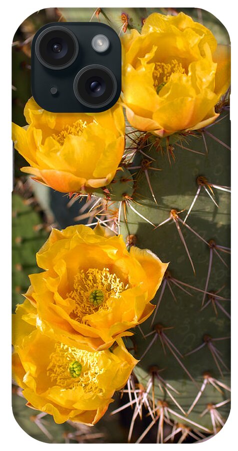 Cactus iPhone Case featuring the photograph Prickly Pear Cactus Flowers by Jill Reger