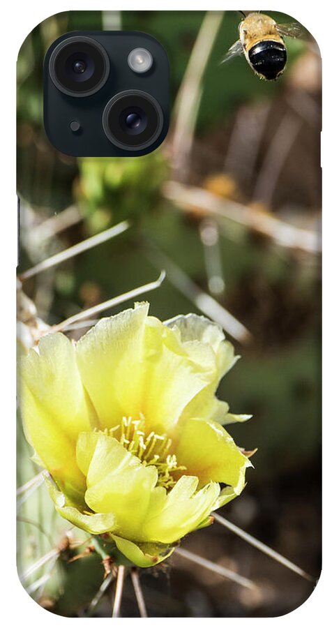 Natanson iPhone Case featuring the photograph Prickly Pear Honey by Steven Natanson