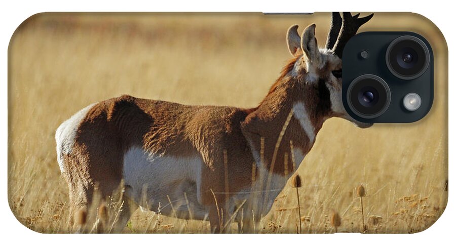 Pronghorn iPhone Case featuring the photograph Pronghorn Antelope by Cindy Murphy - NightVisions