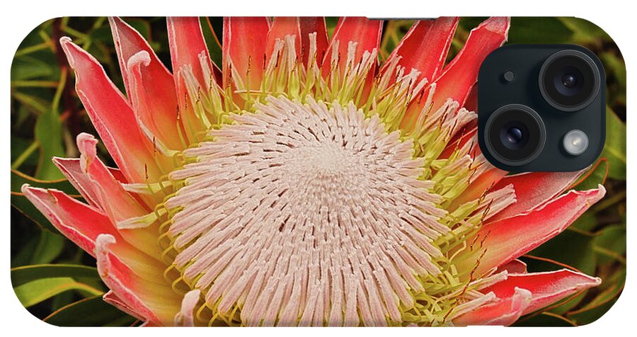 Protea iPhone Case featuring the photograph Protea I by Cassandra Buckley