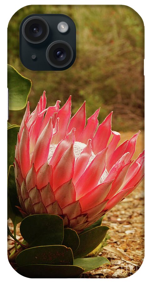Protea iPhone Case featuring the photograph Protea IV by Cassandra Buckley