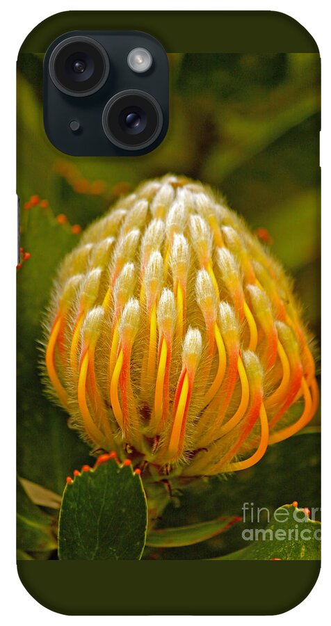 Protea iPhone Case featuring the photograph Proteas Ready to Blossom by Michael Cinnamond