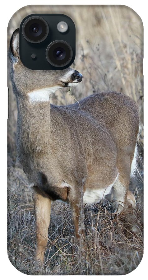 White-tailed Deer iPhone Case featuring the photograph Proud by Doris Potter