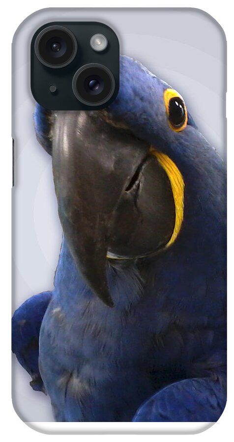Proud Parrot iPhone Case featuring the photograph Proud Parrot by Victoria Harrington