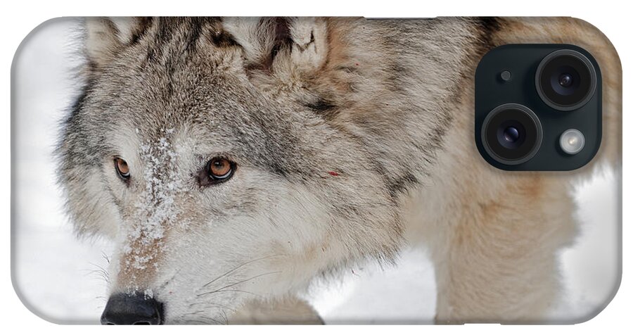 Wolf iPhone Case featuring the photograph Prowling Wolf by Scott Read