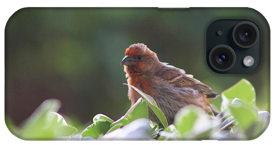 Red House Finch iPhone Case featuring the photograph Puffed up Red House Finch by Colleen Cornelius