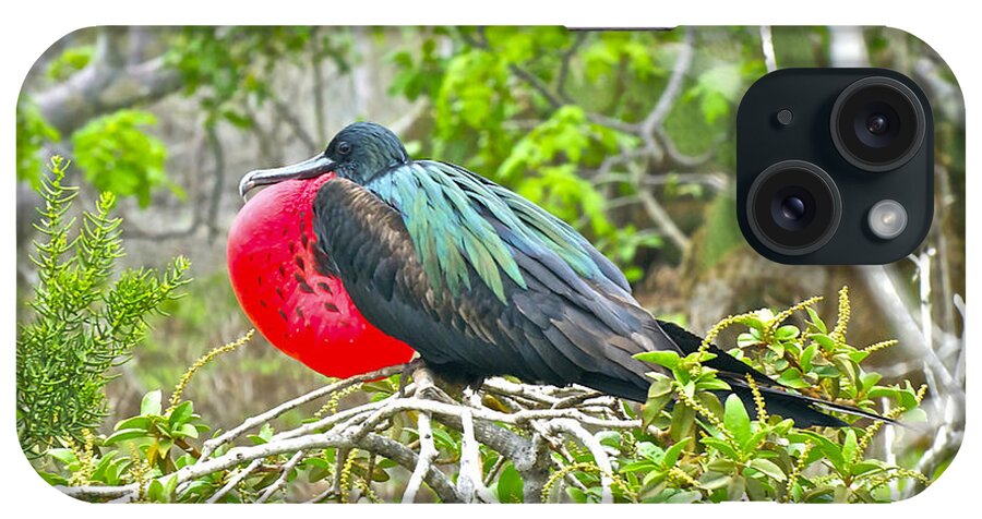 Frigate Bird iPhone Case featuring the photograph Puffing Up When Courting by Don Mercer