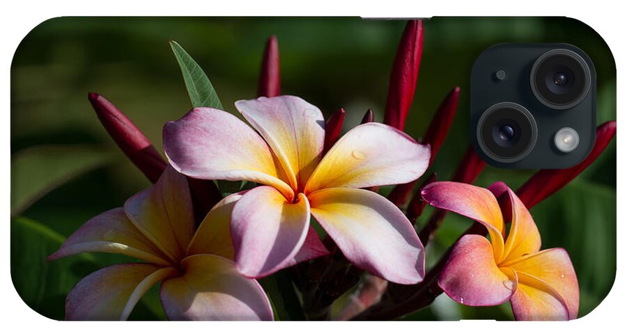 Plumeria Trees iPhone Case featuring the photograph Pulumeria Blossums by Roger Mullenhour